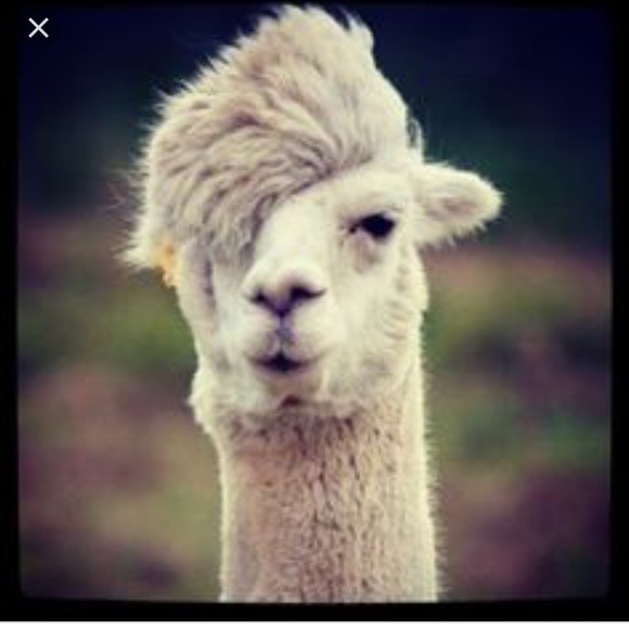 Meet your Posher, Roderick - Picture 1 of 1